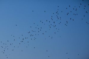 Bats on Houston’s Bayou Greenways