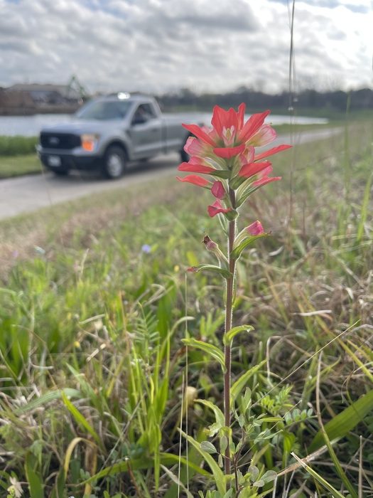 Plant Communities in the Bayou Greenways
