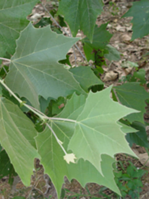 American Sycamore (Platanus occidentalis)