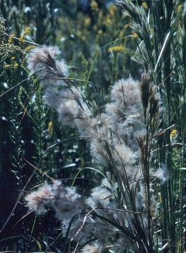 Bushy Bluestem (Andropogon glomeratus)