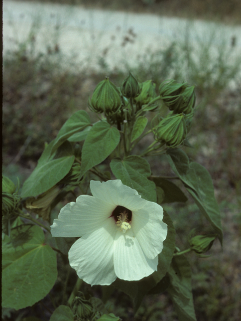 Woolly rose mallow (Hibiscus lasiocarpos)