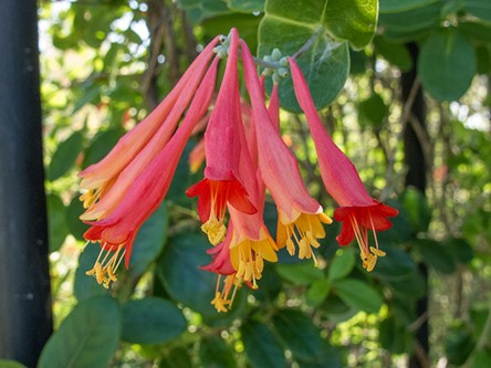 Coral honeysuckle vine