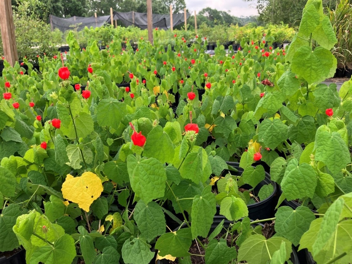 Turk’s Cap Mallow