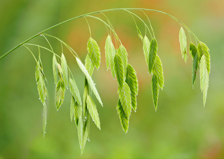 Inland sea oats