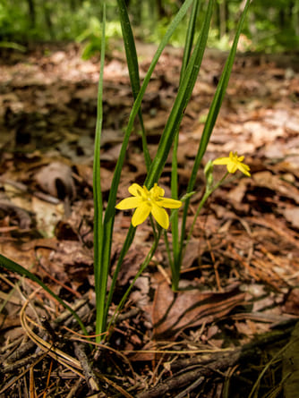 Yellow star grass (Hypoxis hirsuta)