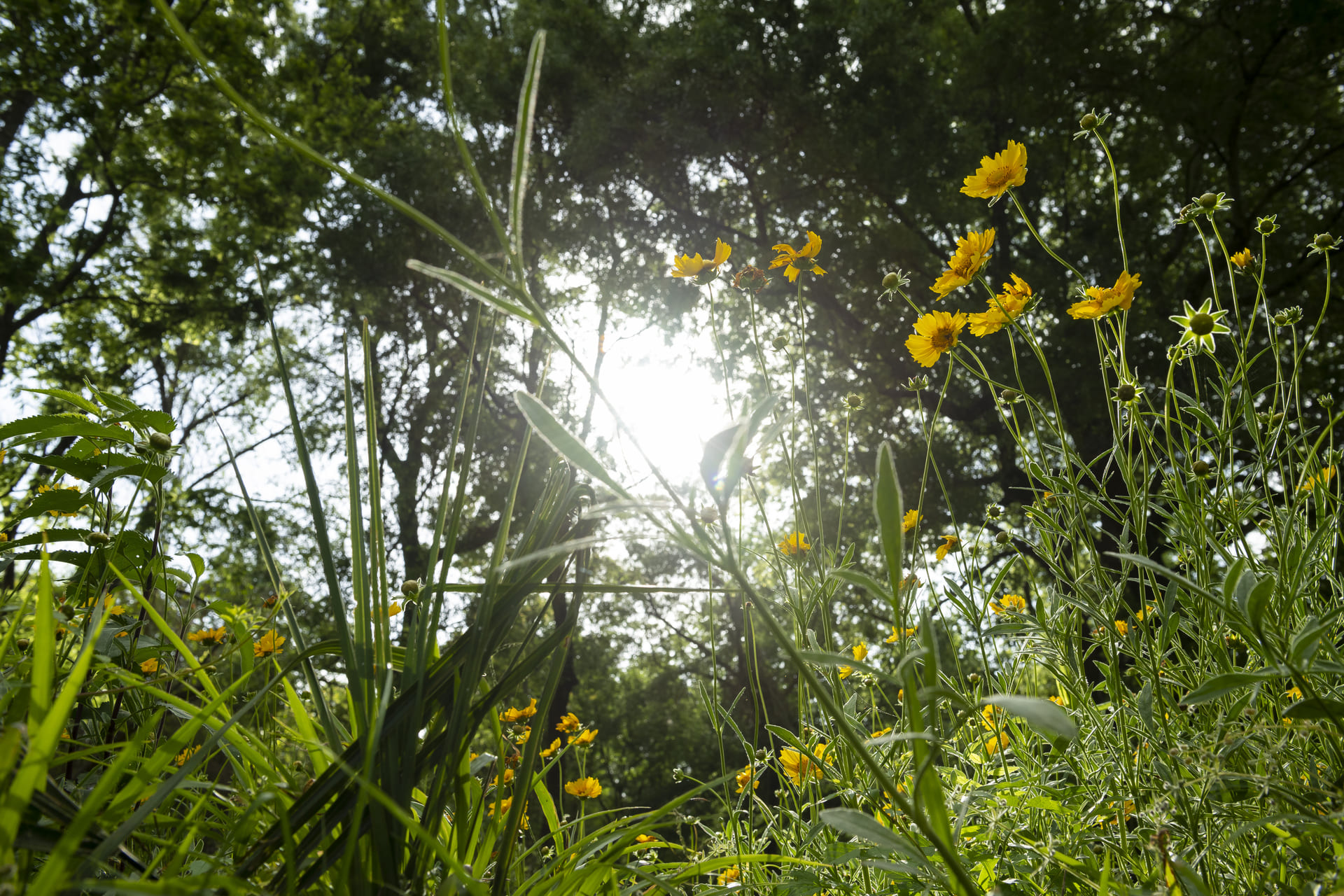 Cool Season Prairie Favorites